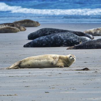 Grey seal on South beach ofHeligoland - island Dune - germany