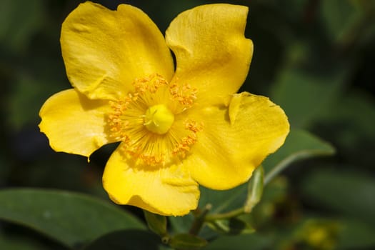 Hypericum - a yellow blossom - close-up