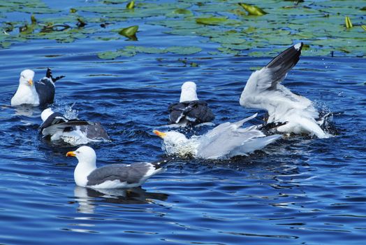 Group ofeuropean herring gull on heligoland - island Dune - cleaning feather in sweet water pond - Larus argentatus