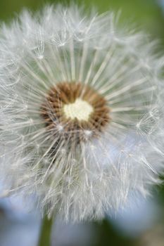 close-up of a dandelion blossom