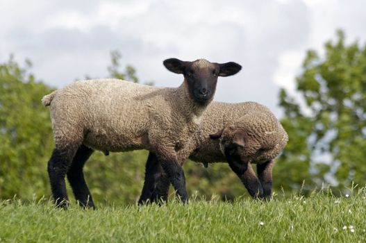 two lambs at the green