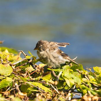 single old sparrow - windy pkace in front of water