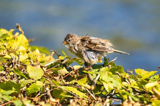 single old sparrow - windy pkace in front of water