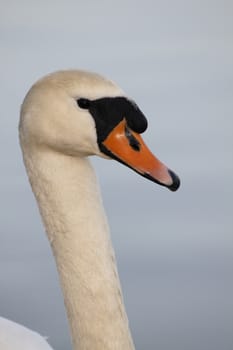 Swan in sundown - Cygnini