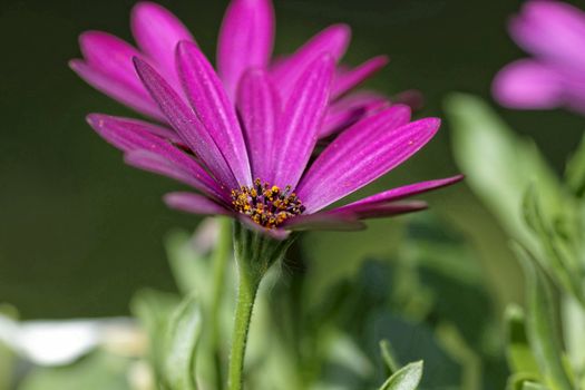 Osteospermum - Daisy