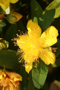 close-up of a yellow Hypericum blossom