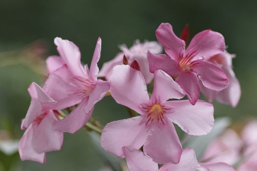 blossom of pink Oleander flowers