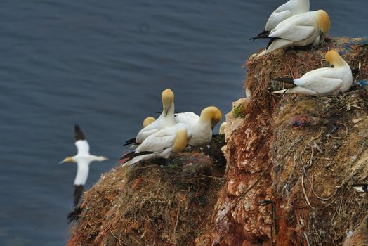 colony of northern garnet on the red Rock - Heligoland island