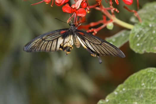 butterfly in nature