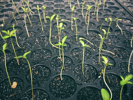 Seedling nursery on education