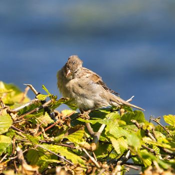 single old sparrow - windy pkace in front of water