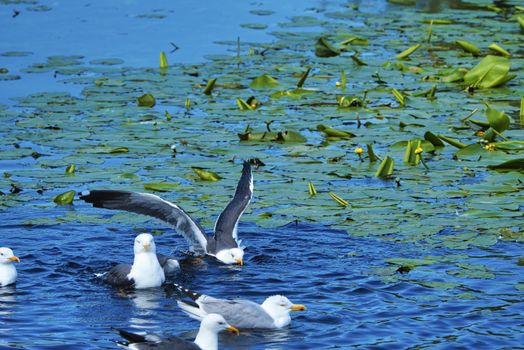 Group ofeuropean herring gull on heligoland - island Dune - cleaning feather in sweet water pond - Larus argentatus