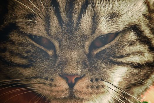Close up of an angry looking tabby cat that shows the concept of the struggles of imposed home quarantine during the covid-19 pandemic
