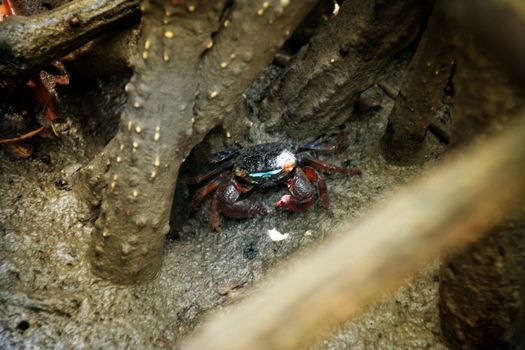 Uca tetragonon, a species of fiddler crab commonly found in mangrove areas