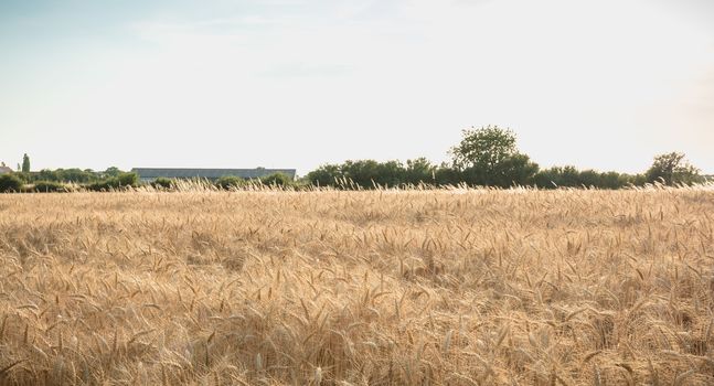 closeup of ears of wheat in a field before harvest in France