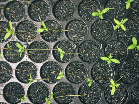 Seedling nursery on education