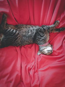 Cat sleeping on a red couch showing concept of the struggle and coping with home quarantine during the covid-19 pandemic outbreak