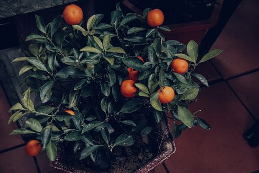 Kumquat tree (Fortunella japonica syn. Citrus japonica), a citrus fruit that is believed to be lucky or auspicious in Chinese and Vietnamese culture