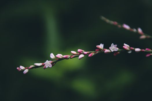 Pink colored wild flowers in full bloom against dark green tropical leaves foliage that shows the coming of Spring season