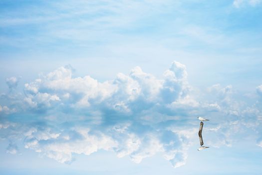 reflection bird stand on dry tree on water of lake and blue sky and white cloud background