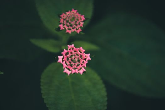 Pink colored wild flowers in full bloom against dark green tropical leaves foliage that shows the coming of Spring season