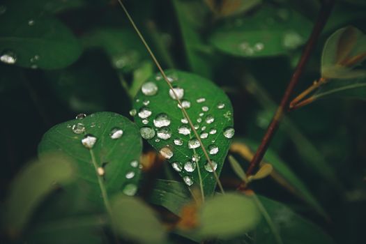 Morning dew covering tropical leaves, shows concept of freshness, vitality and growth