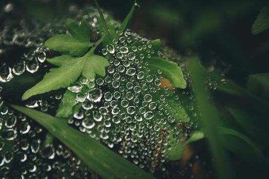 Morning dew covering tropical leaves, shows concept of freshness, vitality and growth