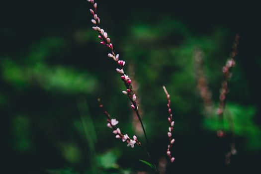 Pink colored wild flowers in full bloom against dark green tropical leaves foliage that shows the coming of Spring season