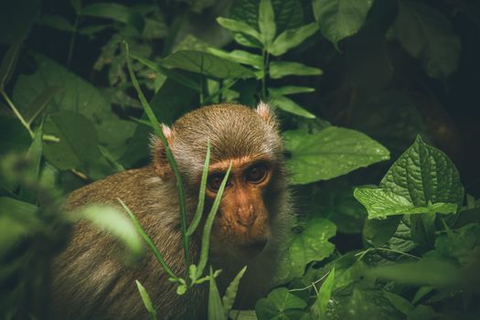 Northern pig-tailed macaque monkey in Cuc Phuong National Park in Vietnam