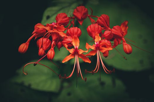 Red wild flowers blooming against dark tropical leaf as a dark and moody Spring theme background