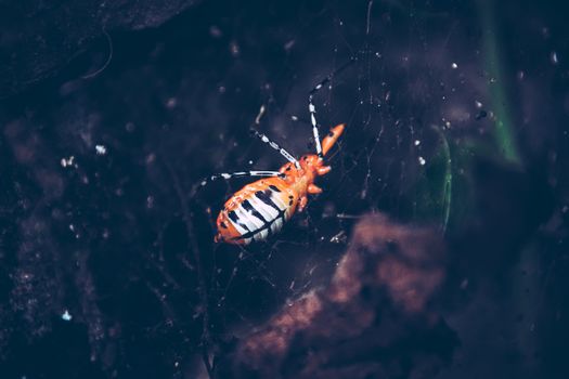A beetle caught in the spider web, shows the balance and harmony between life and death in nature