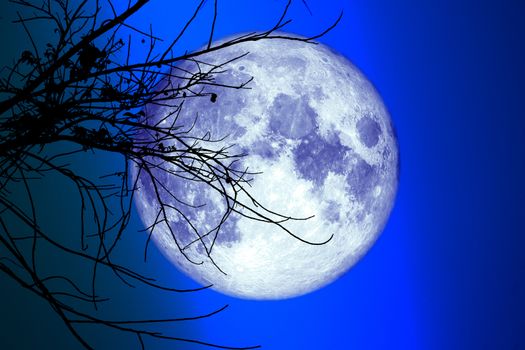 super full harvest moon on night sky back dry branch tree, Elements of this image furnished by NASA