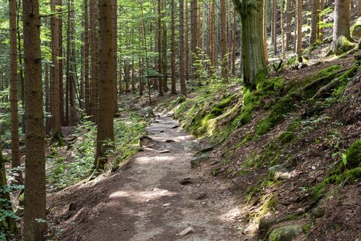 Mountain trail in a forest near Szklarska Poreba in Giant Mountains, Poland