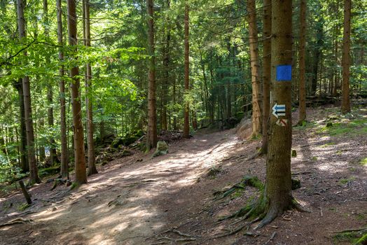 Mountain trail in a forest near Szklarska Poreba in Giant Mountains, Poland