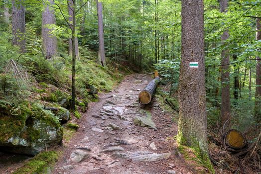 Mountain trail in a forest near Szklarska Poreba in Giant Mountains, Poland