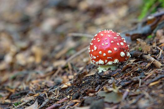 Amanita muscaria - red toadstool in a forest. Shallow depth of field.