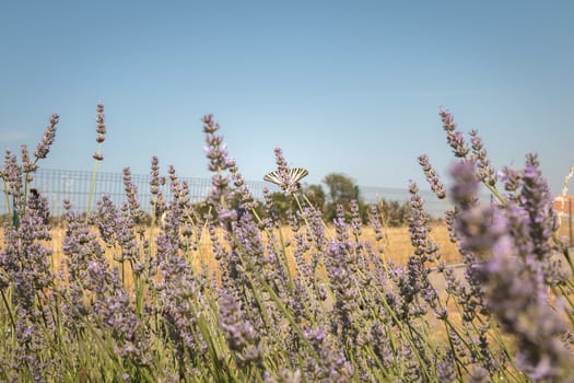 butterfly Iphiclides podalirius flying in a lavender foot in summer in France