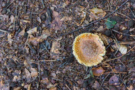 Amanita muscaria - white toadstool in a forest. Shallow depth of field.