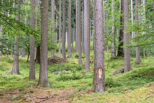 Forest in Karkonosze Mounstains in Poland as natural background