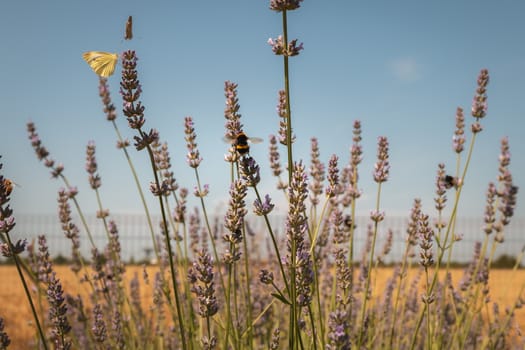 butterfly Iphiclides podalirius flying in a lavender foot in summer in France