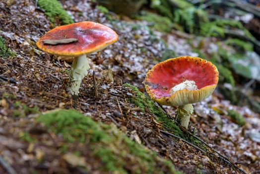 Amanita muscaria - red toadstool in a forest. Shallow depth of field.