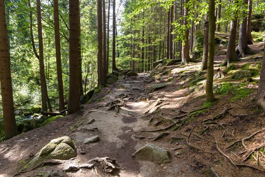 Mountain trail in a forest near Szklarska Poreba in Giant Mountains, Poland