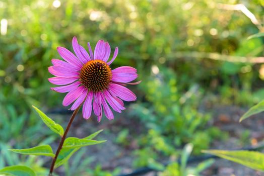 Closeup of single purple coneflower (Echinacea purpurea) on a meadow