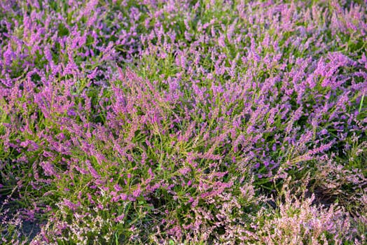 Natural background made of heather flowers (Calluna vulgaris)