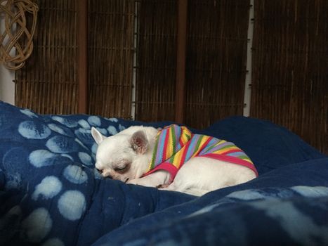 Cute sleepy chihuahua dog is sleeping or napping on bed in bedroom