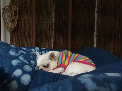 Cute sleepy chihuahua dog is sleeping or napping on bed in bedroom