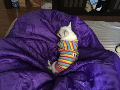 Cute sleepy chihuahua dog is sleeping or napping on bed in bedroom