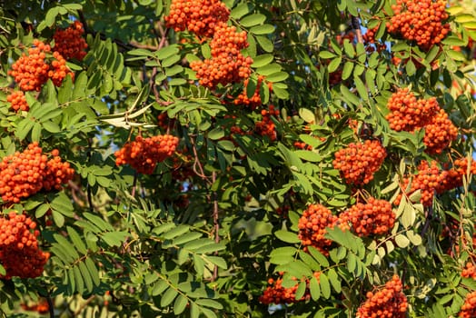 Branches with ripe berries of red mointain ash as autumn natural background