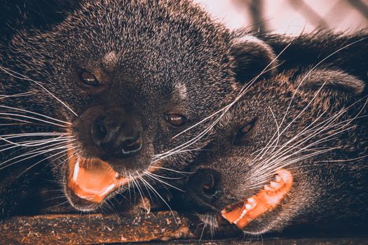 Binturong (Arctictis binturong), also known as bearcat in Cuc Phuong National Park in Ninh Binh, Vietnam