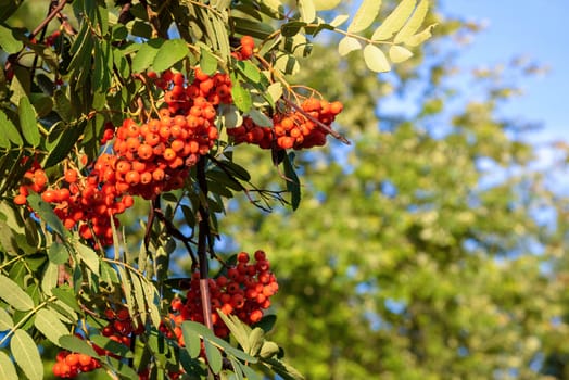 Branches with ripe berries of red mointain ash as autumn natural background